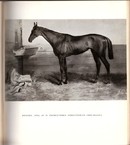 Online antikvárium: Híres lovak, híres lovasok, híres versenyek 