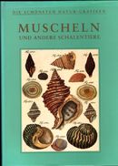 Online antikvárium: Muscheln und andere Schalentiere