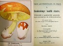Szemere László  -  Gombáskönyv kezdők részére.